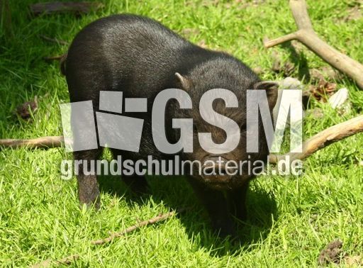 Hängebauchschwein-Junges-7997.jpg